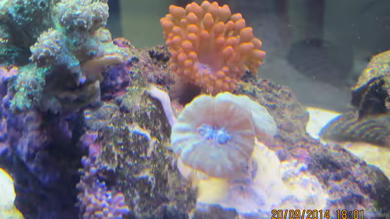 grüne Steinkoralle und Xenia Bäumchen von lippfisch (34)