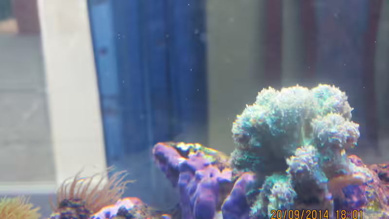 grüne Steinkoralle von lippfisch (33)