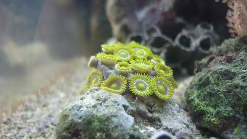 grüne Zoanthus von Jane Vogeler (11)