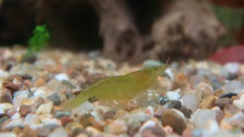 Grüne Zwerggarnele von Freibel (19)