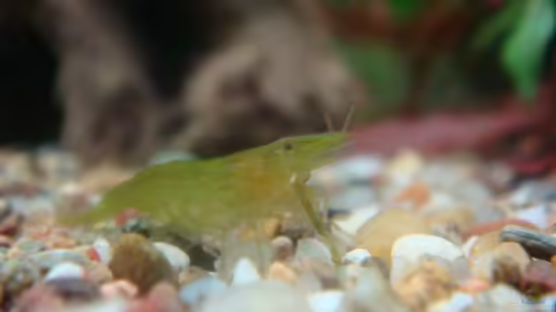 Grüne Zwerggarnele von Freibel (20)