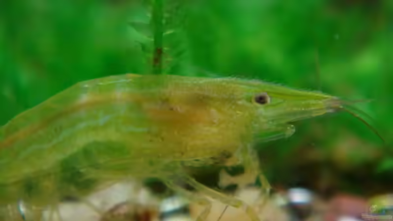 Aquarien mit Caridina cf. babaulti (Grüne Zwerggarnele)