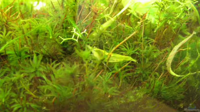 Aquarien mit Caridina cf. babaulti (Grüne Zwerggarnele)