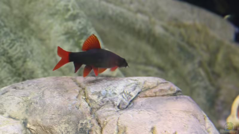 grüner Fransenlipper von Wabi (18)