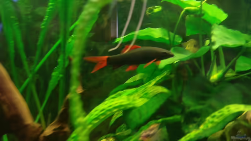 Aquarien mit Epalzeorhynchos frenatum (Grüner Fransenlipper)