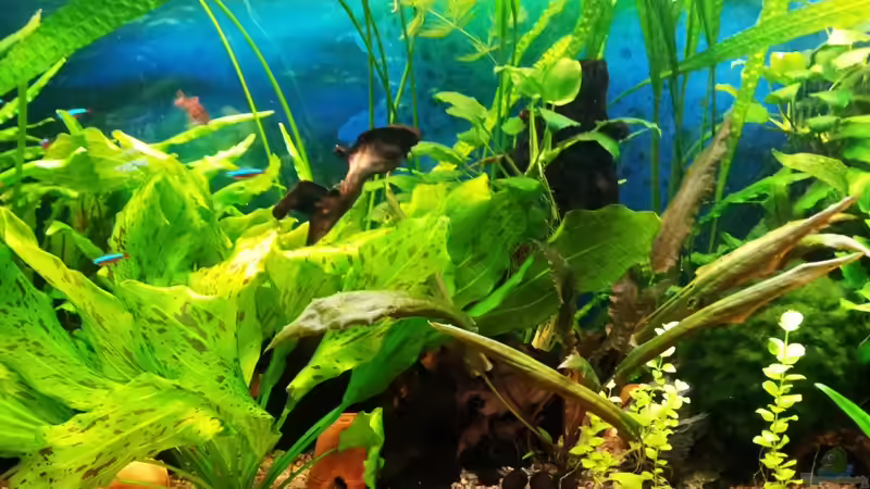 Grüner getüpfelter Froschlöffel  von Jens Holzner (3)