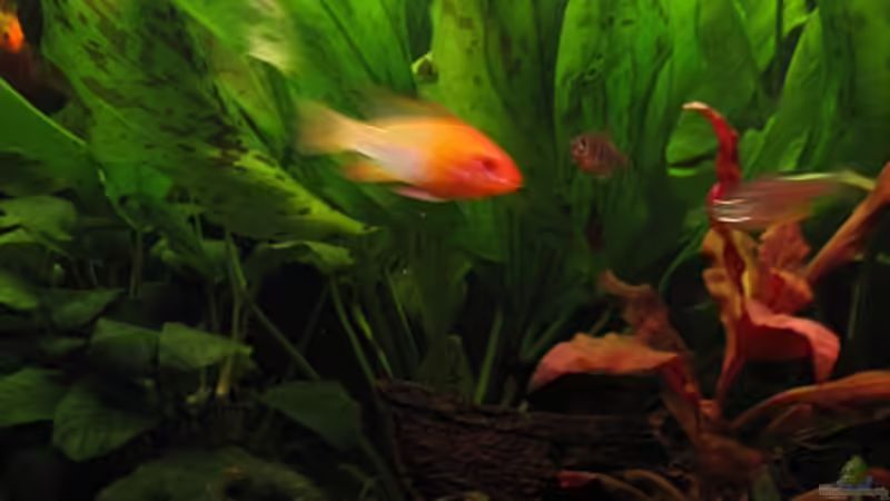 Grüner getüpfelter Froschlöffel und Papageienblatt von Jens Holzner (8)