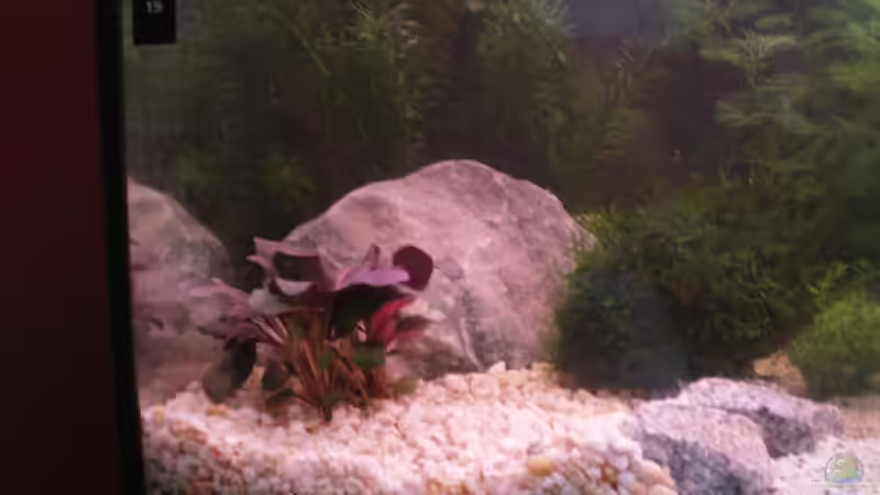 Grüner Granit und die Halbe Kokusnuss von Thomas Weißleder (11)