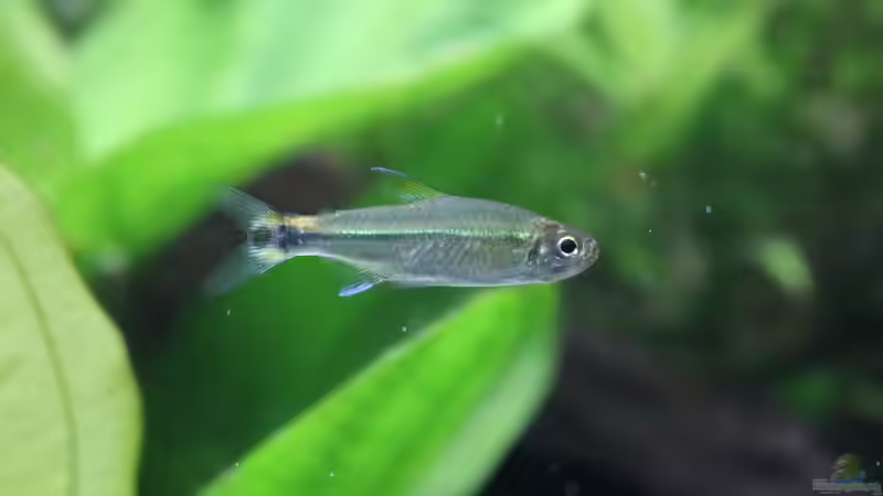 Grüner Neon - (Costello Neon) Hemigrammus hyanuary von Aquarienlandschaften (45)