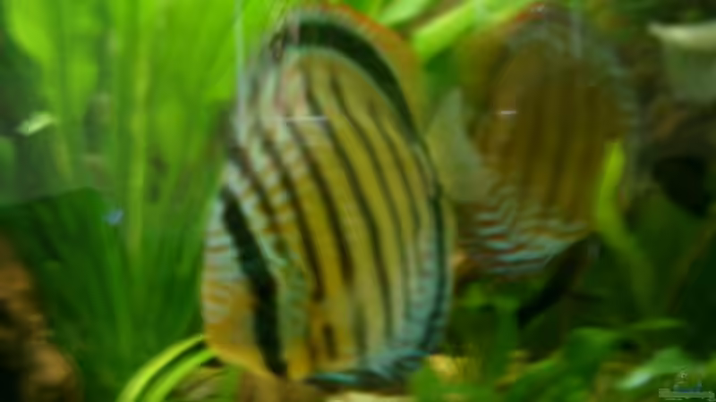 Grüner Tefè Diskus 15 cm von Crenii (10)