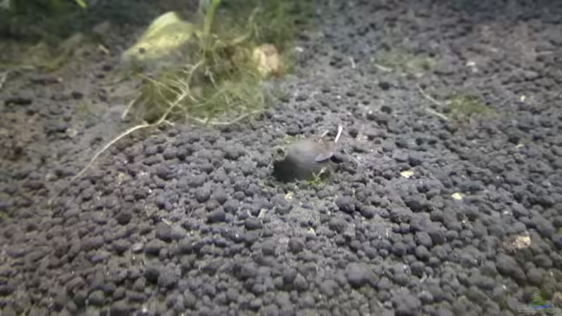 Grüner Tigerlotus am 21. April von Lance Hardwood (35)