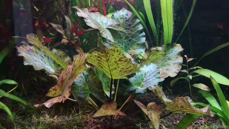 Grüner Tigerlotus am 22. Juni von Lance Hardwood (36)