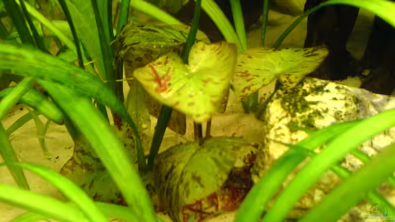 grüner Tigerlotus klein von Alexander Schild (4)