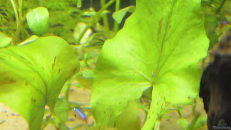 grüner Tigerlotus von gefjon (11)