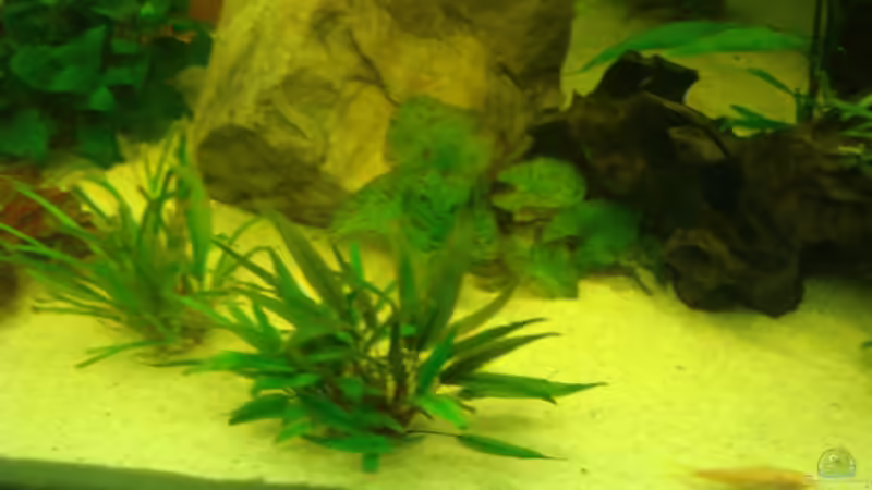 grüner tigerlotus von Manuel Pieper (6)