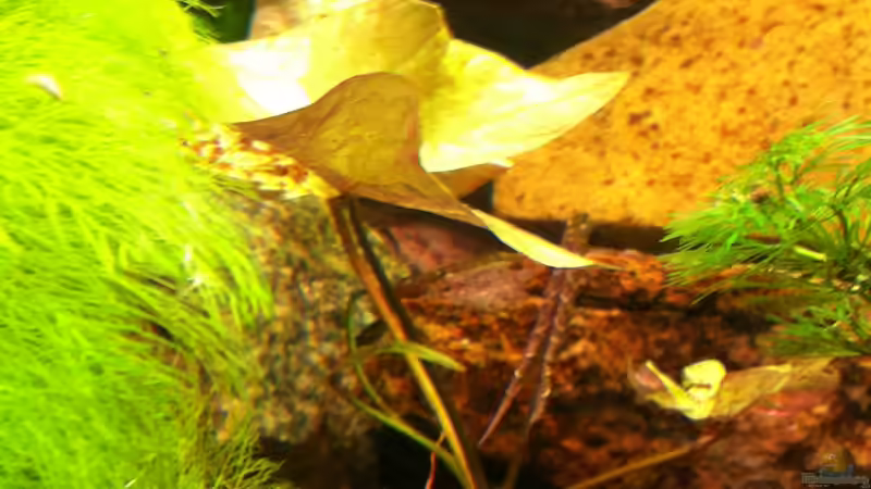 Grüner Tigerlotus von Snakehead (3)