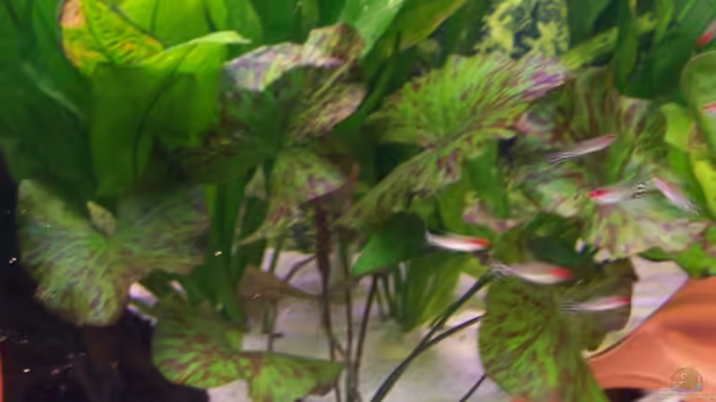 Grüner Tigerlotus von Stefan Arenth (6)