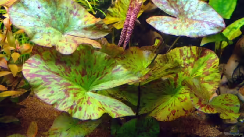 Grüner Tigerlotus von Wolfgang Röhken (7)