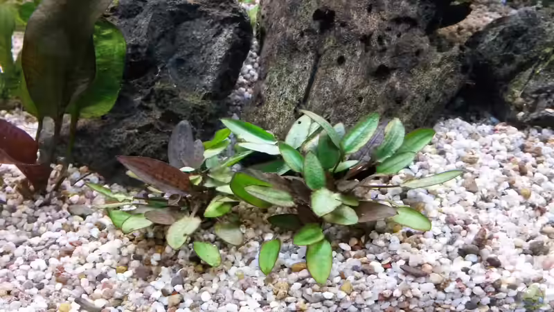 grüner Wendtscher Wasserkelch - Cryptocoryne wendtii green von Dreadnought (14)