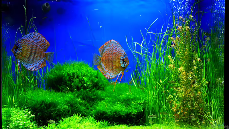 Grüner Würfel von Frank Chelaifa (1)