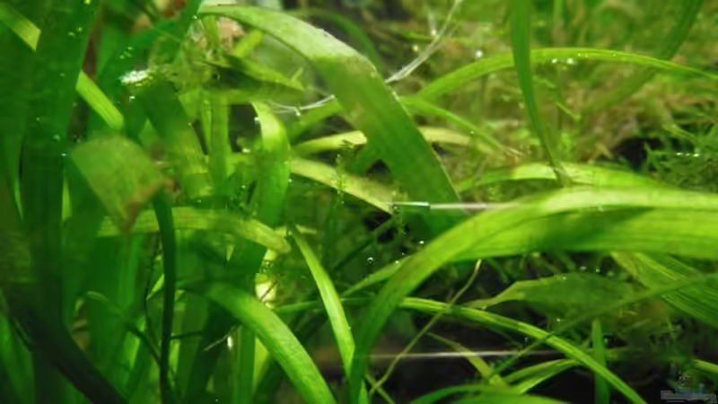 Grünes Gift im ollen E. tenellus von schwefelfell (5)