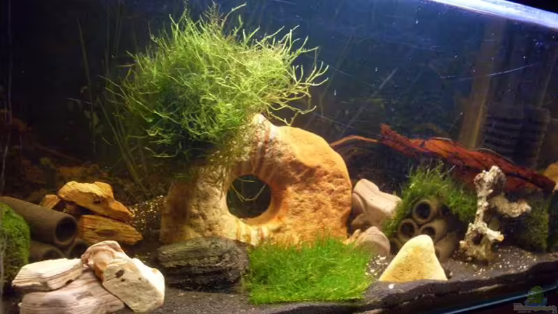 grünes moosiges Wohnzimmer von lichterschein (1)