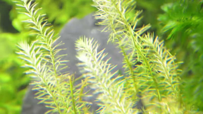 grünes Mooskraut von gefjon (14)