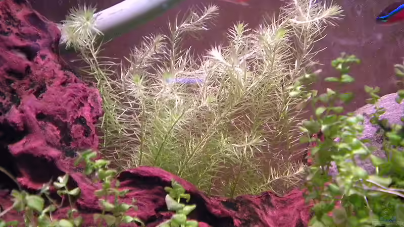 Grünes Mooskraut von Marci (10)