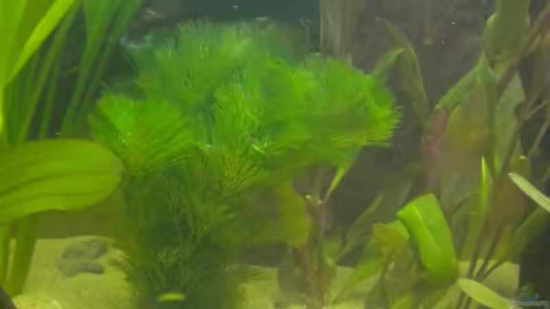 Grünes Mooskraut von Marci (14)