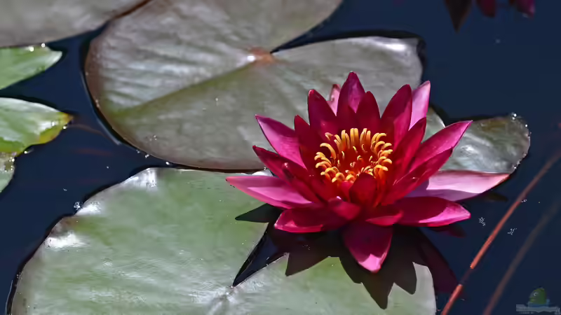 Grünes Paradies in Haus und Garten: Die perfekten Wasserpflanzen für Teich und Aquarium