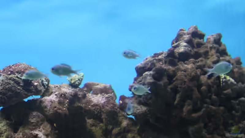 grünes Schwalbenschwänzchen von Christian Höse (41)