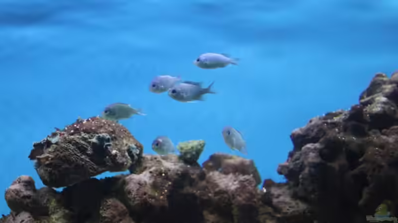 Aquarien mit Chromis viridis (Grünes Schwalbenschwänzchen)