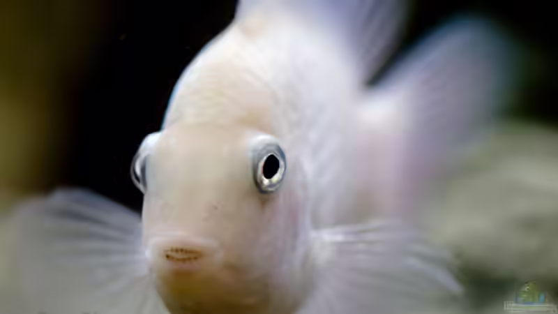 Grünflossenbuntbarsch 16.11.2013 von GoreSlayer (75)