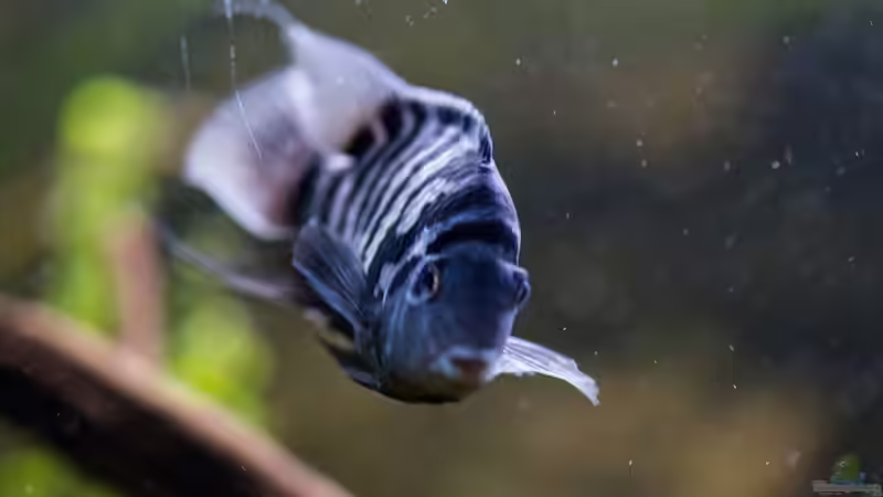 Grünflossenbuntbarsch 16.11.2013 von GoreSlayer (76)