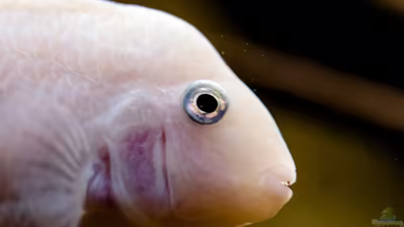 Einrichtungsbeispiele für Aquarien mit Zebrabuntbarschen (Cryptoheros nigrofasciatus)