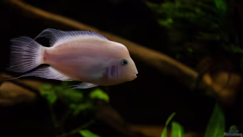 Buntbarsche im Aquarium (Einrichtungsbeispiele mit Chichliden)