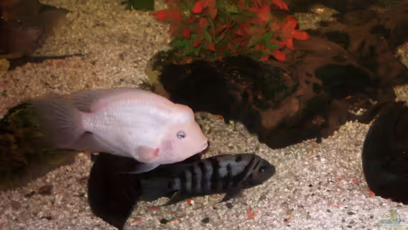 Grünflossenbuntbarsch albino Willi von fischmutti (9)