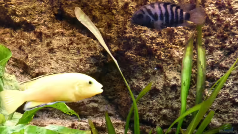 Grünflossenbuntbarsch (W) und Yellowbock von Malawilike (13)