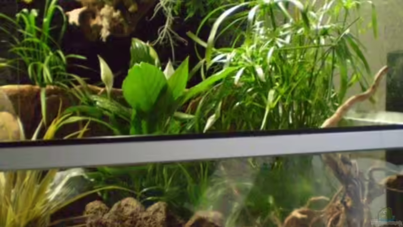 grünpflanzen 3 von Kulleraugen-Fan (9)