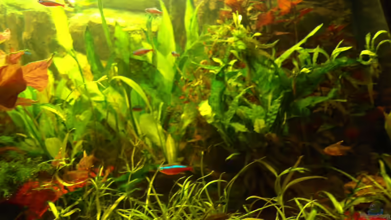 grünst so vor sich her von Pico (6)