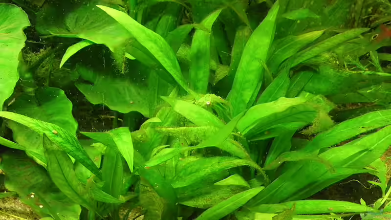 Grünzeugs 17.8.10 von Bazzi (30)