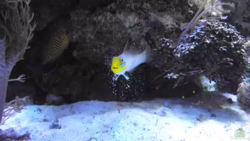 Grundel bei der ´Arbeit´. von Rolf Mohr (23)