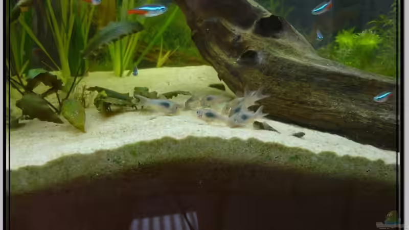 *grundel* *grundel* :-) von Leinad78 (5)