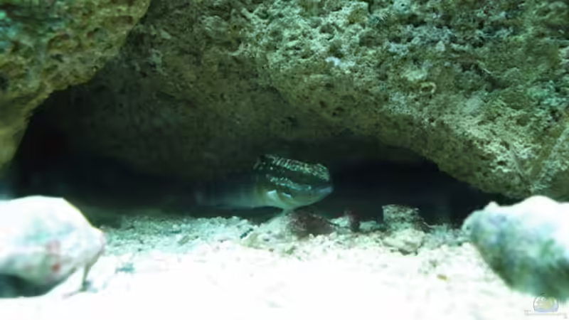 Grundel von Katja Graßer (13)