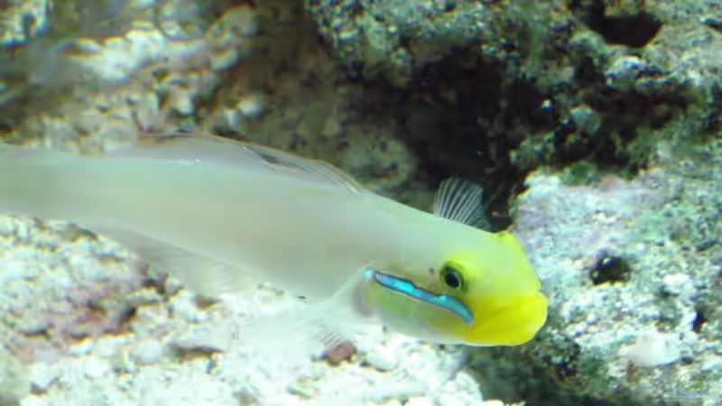 Grundel von Mario Dorner (33)