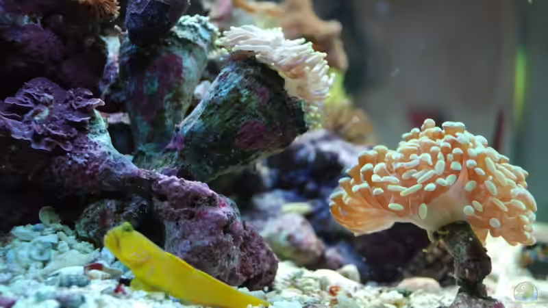 Grundel vor Höhle von reefaddict (20)