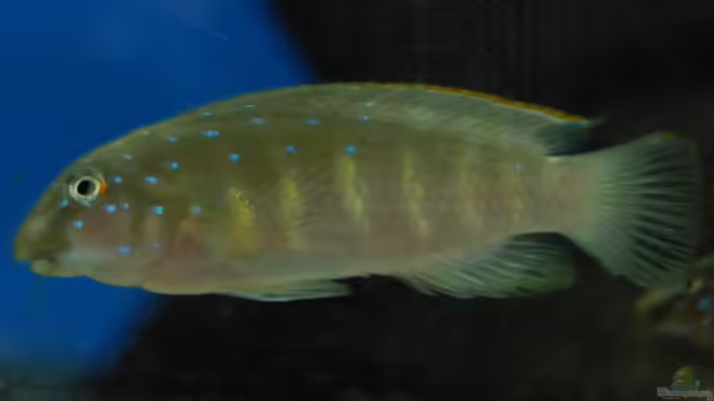 Grundeln im Aquarium halten (Einrichtungsbeispiele für Grundeln)