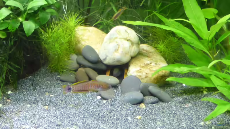 Grundeln bei der Brutpflege von Stephy (30)