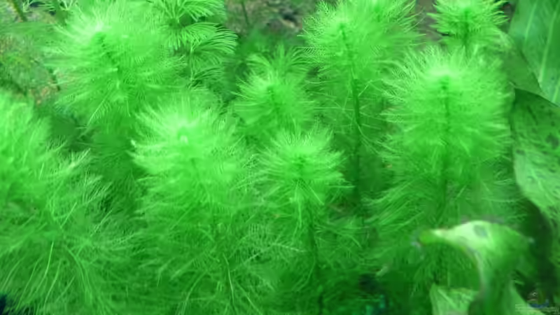 Grunes Tausenblatt / ? ????? von Ralf Hoffmann (8)