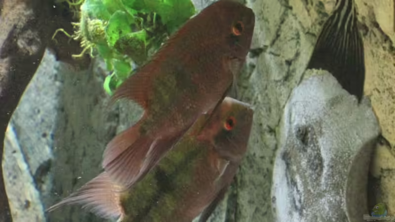 grupenbild von AlexDhc (50)